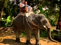 elephanttrakking