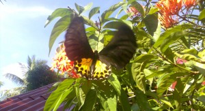 slider-butterfly