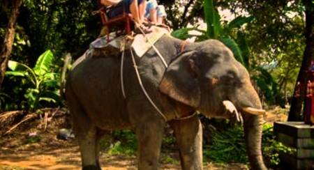 Elephant Trekking